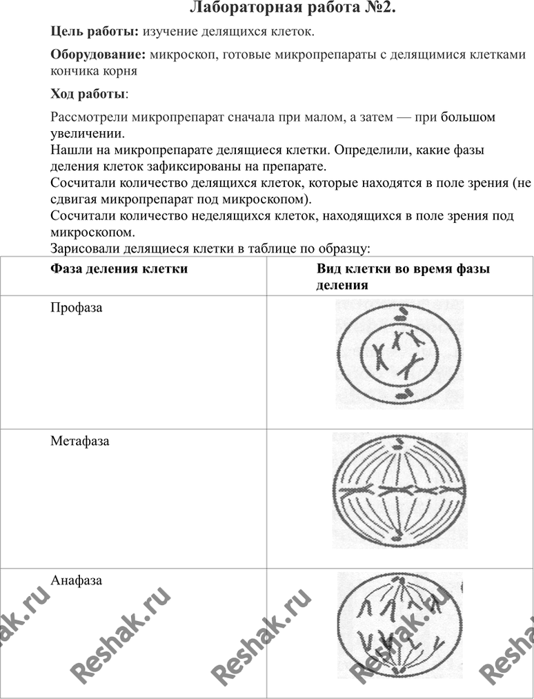 Изображение Тема: Рассматривание микропрепаратов с делящимися клетками растенияЦель работы: изучение делящихся клеток.Оборудование: микроскоп, готовые микропрепараты с...